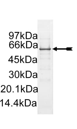 Eurofins DiscoverX Src (1-530) Protein, Active 10 &mu;g | Buy Online | Eurofins DiscoverX | Fisher Scientific